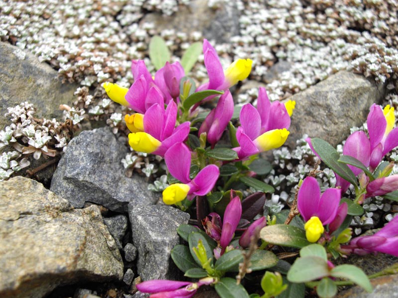 Polygala chamaebuxus 'Grandiflora' (Loidl) photo